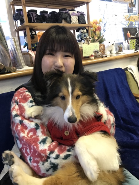 【運命の赤い糸見～つけた💓シェトランドシープドッグの次元💕、トイプードルのカール💕】